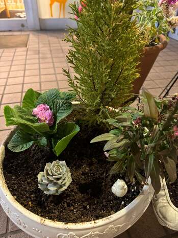 o1080144015534541320 植え替3.jpg